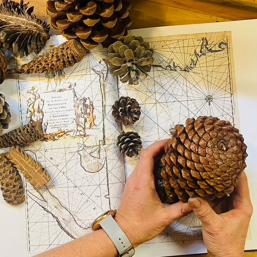 Pomme de pin en main