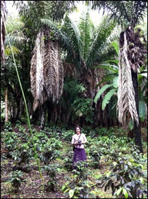 Arbre à tagua