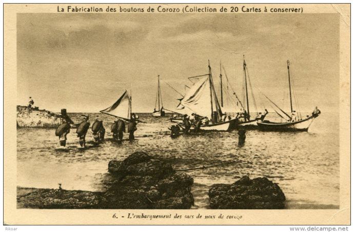 Histoire du corozo