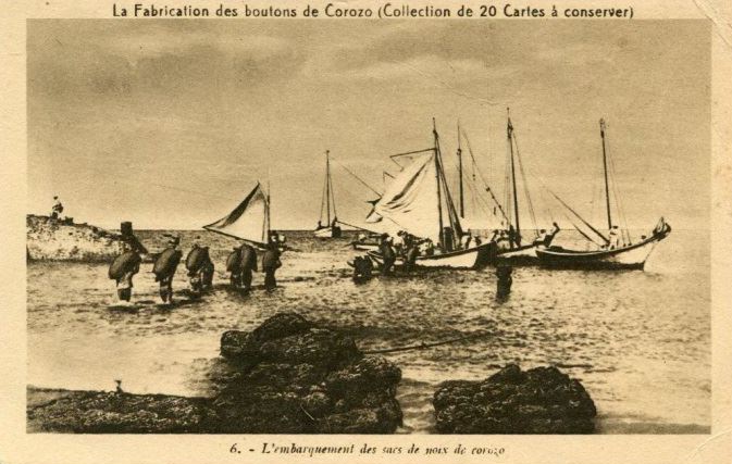 Histoire du corozo